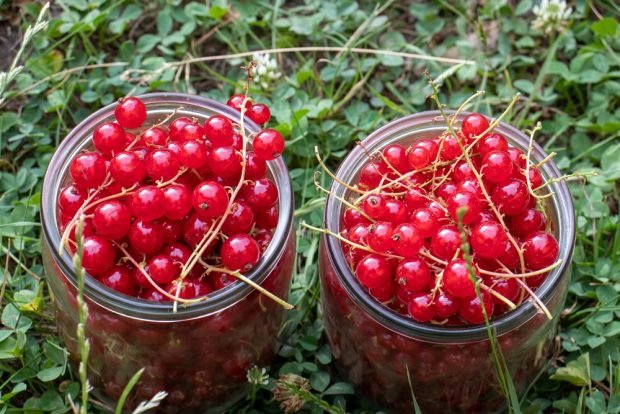 Red currant compote with mint for winter is a simple and delicious recipe, how to cook step by step